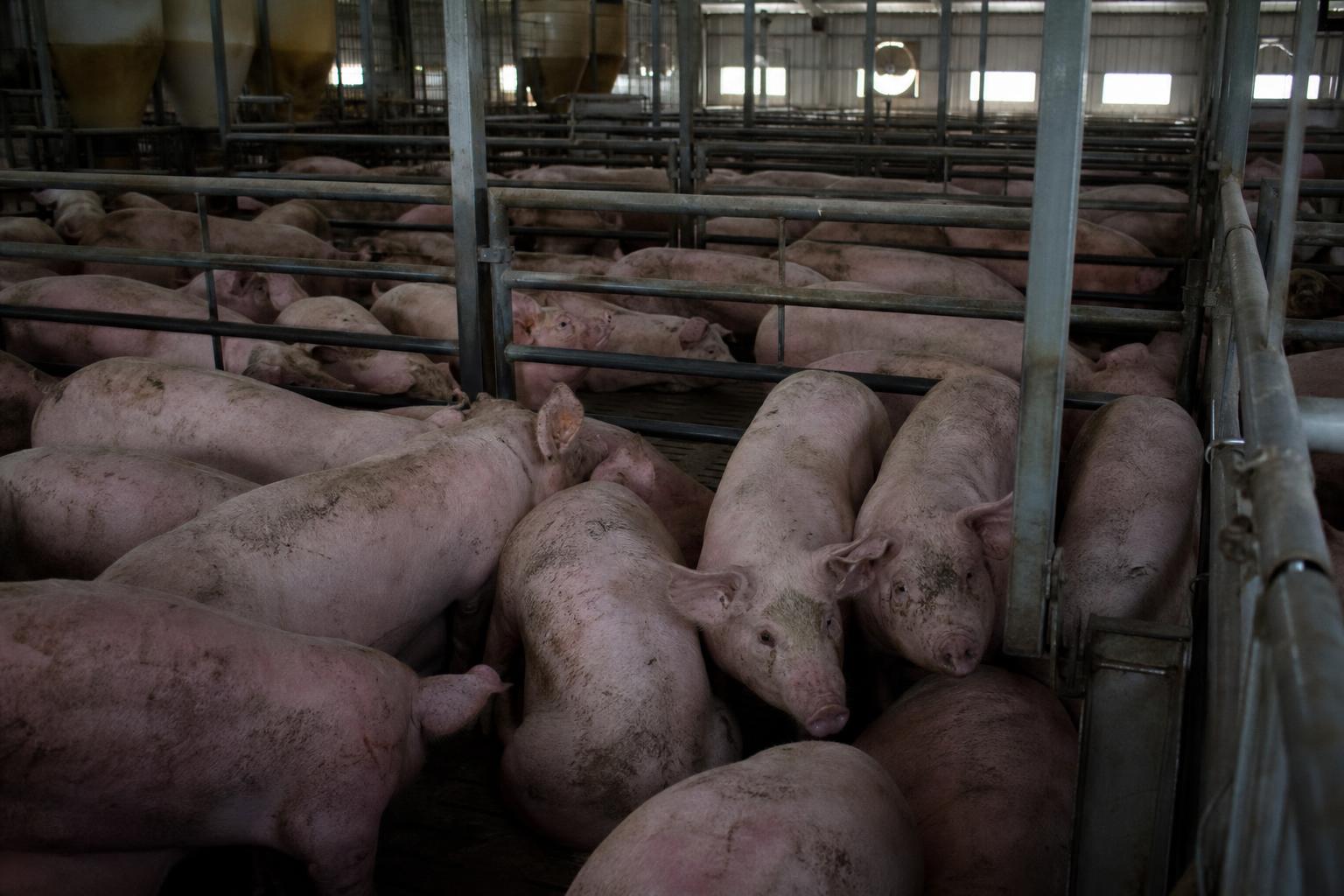 Degli animali d'allevamento sono cresciuti in allevamenti intensivi.