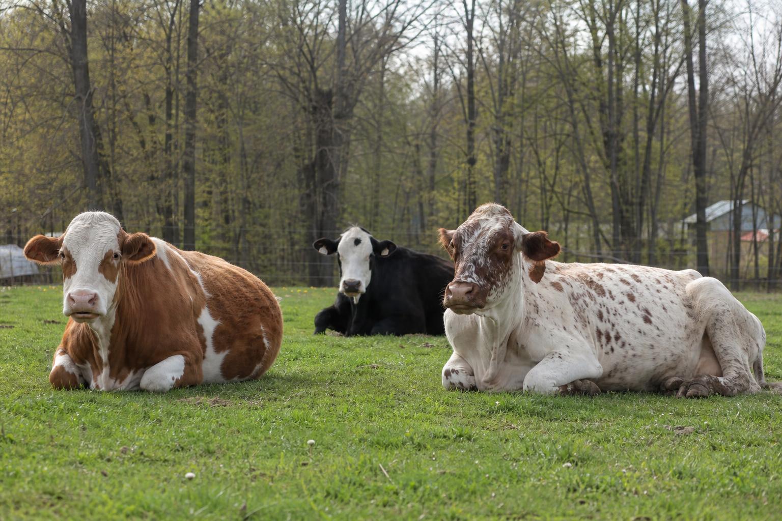 Eine vegane Bewegung aufbauen, die niemanden unübersetzt lässt
