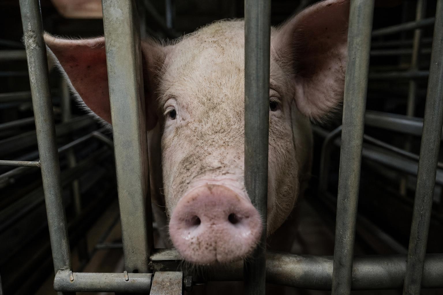Animali terrestri uccisi ogni anno per scopi alimentari.