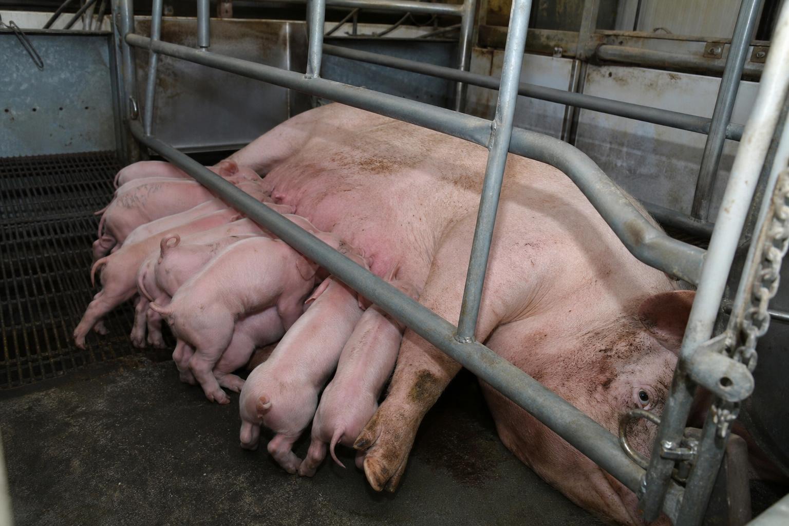 Eine Muttersau säugt ihre Ferkel außerhalb einer Industriehalle.